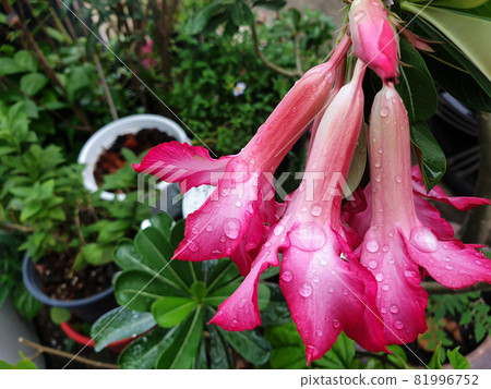 Flower (Adenium obesum or Desert-rose) Flower (Adenium obesum or Desert-rose) 81996752
