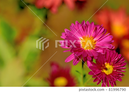 Chrysanthemum, the representative of flowers that bloom in autumn Chrysanthemum, the representative of flowers that bloom in autumn 81996790
