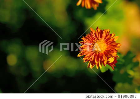 Chrysanthemum, the representative of flowers that bloom in autumn Chrysanthemum, the representative of flowers that bloom in autumn 81996895