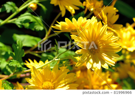 Chrysanthemum, the representative of flowers that bloom in autumn 81996966