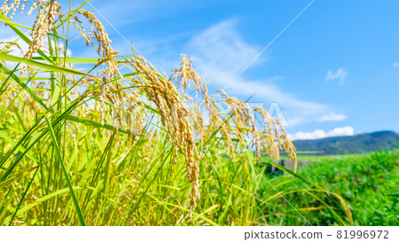 Autumn rice Autumn rice 81996972