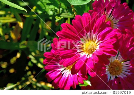 Chrysanthemum, the representative of flowers that bloom in autumn 81997019