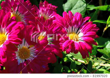Chrysanthemum, the representative of flowers that bloom in autumn 81997020