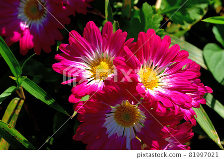 菊花,秋天盛開的花朵的代表 菊花,秋天盛開的花朵的代表 81997021