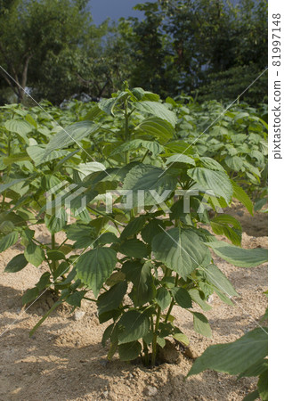 perilla field perilla field 81997148
