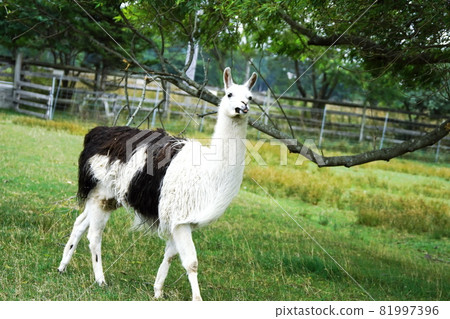 Cute llama in Ecorin Village 81997396