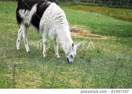 Cute llama in Ecorin Village 81997397