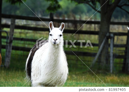 Ecorin 村的可愛美洲駝 81997405