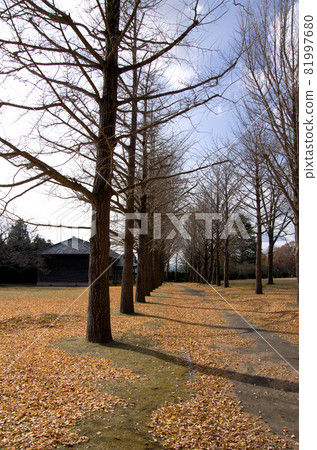 The road of dead leaves where the winter sunshine extends, the dead leaves are shining and beautiful. 81997680