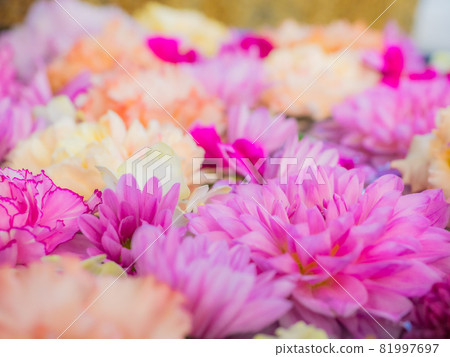 [Hana Tesui] Gorgeous flowers for autumn 81997697