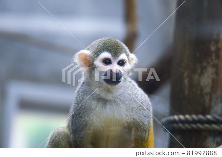 Popular common squirrel monkey Popular common squirrel monkey 81997888