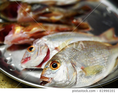 釣到的魚 81998101
