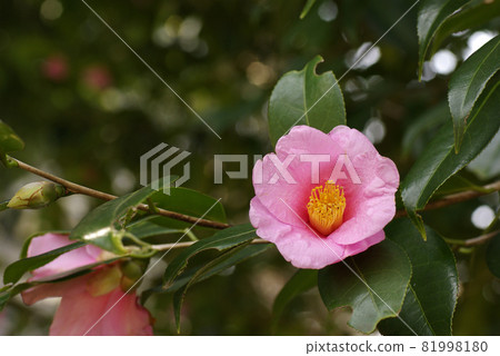 The pink florets of Wabisuke are cute and stylish 81998180