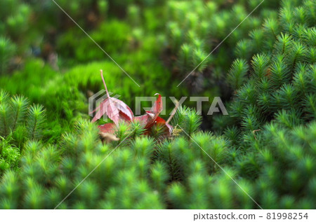Autumn leaves are falling on the green moss. Autumn leaves are falling on the green moss. 81998254