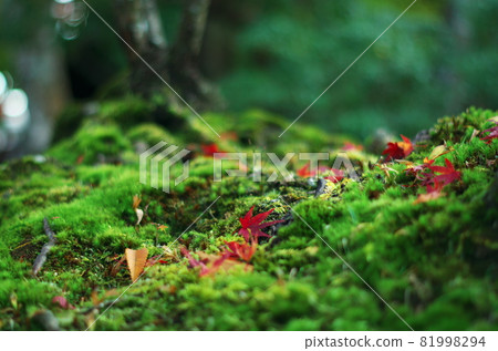 Autumn leaves are falling on the green moss. 81998294