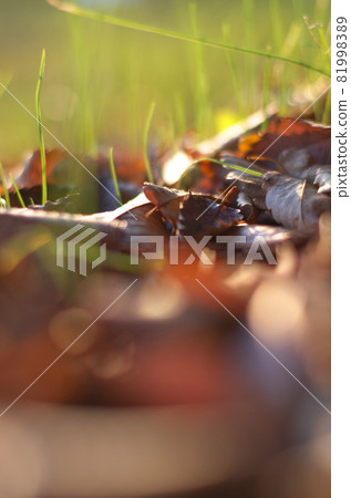 I took a close-up shot of the fallen leaves on the lawn. I took a close-up shot of the fallen leaves on the lawn. 81998389