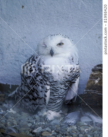 可愛的雪ow 81998420