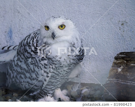 可愛的雪ow 81998423
