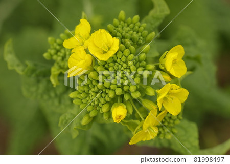 油菜花的黃花預示著春天的到來 81998497