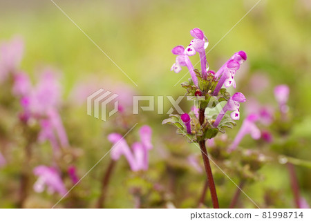 henbit deadnettle的粉紅色小花像驢一樣迷人。 henbit deadnettle的粉紅色小花像驢一樣迷人。 81998714