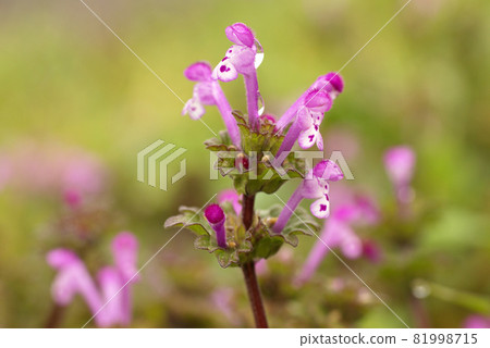 henbit deadnettle的粉紅色小花像驢一樣迷人。 henbit deadnettle的粉紅色小花像驢一樣迷人。 81998715