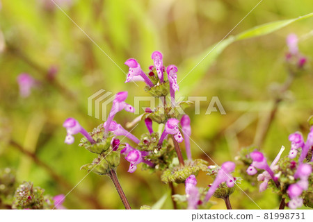 henbit deadnettle的粉紅色小花像驢一樣迷人。 henbit deadnettle的粉紅色小花像驢一樣迷人。 81998731