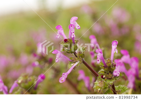 henbit deadnettle的粉紅色小花像驢一樣迷人。 henbit deadnettle的粉紅色小花像驢一樣迷人。 81998734