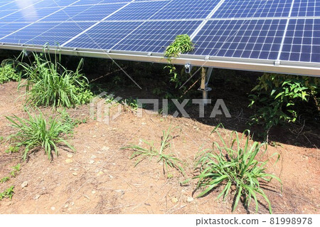 Solar power plant with overgrown weeds 81998978