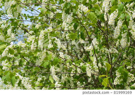 Blooming white lilac bush. Blooming white lilac bush. 81999169