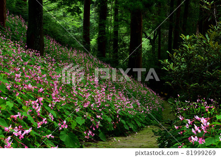 Begonia grandis community Begonia grandis community 81999269