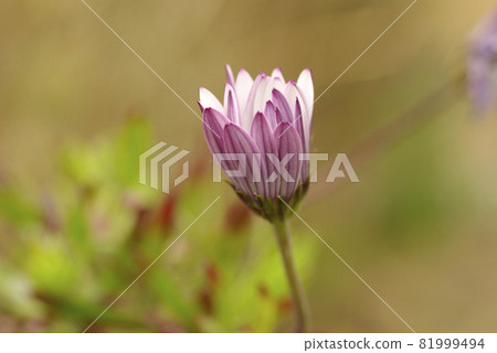 The appearance of the flowers of Osteospermum beginning to bloom is interesting 81999494
