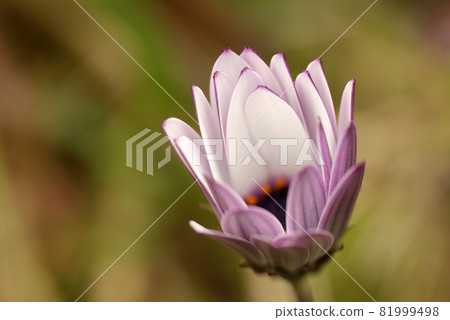 The appearance of the flowers of Osteospermum beginning to bloom is interesting 81999498
