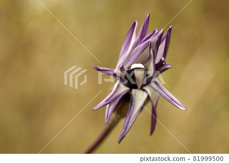 Osteospermum開始開花的花的出現很有趣 81999500