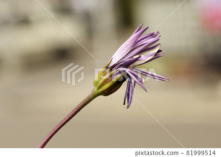 The appearance of the flowers of Osteospermum beginning to bloom is interesting The appearance of the flowers of Osteospermum beginning to bloom is interesting 81999514