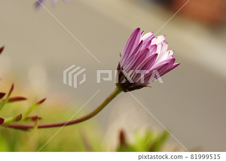 The appearance of the flowers of Osteospermum beginning to bloom is interesting 81999515