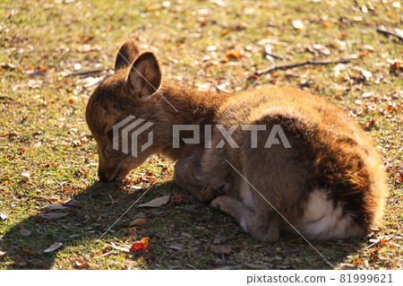 深秋的奈良公園,鹿靜的早晨 深秋的奈良公園,鹿靜的早晨 81999621