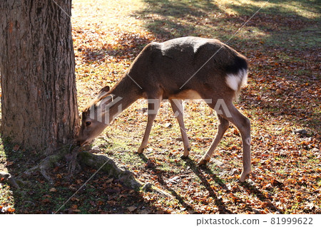 深秋的奈良公園，鹿靜的早晨 81999622