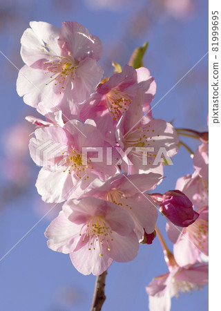 初春盛開的河津櫻(Kawazu Sakura)宣告春天的到來 初春盛開的河津櫻(Kawazu Sakura)宣告春天的到來 81999695