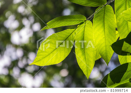 Branch with fresh green leaves of Juglans mandshurica, Manchurian walnut. Branch with fresh green leaves of Juglans mandshurica, Manchurian walnut. 81999714