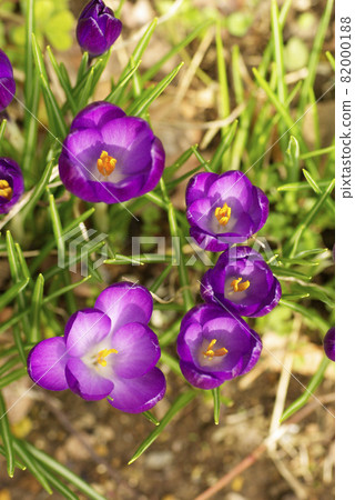 番紅花的紫花在初春的陽光下很美 82000188