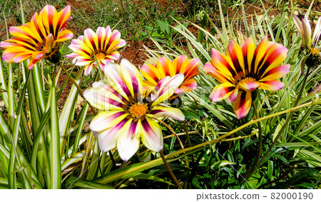 Gazania flowers Gazania flowers 82000190