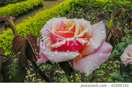 Rose Rose 82000192