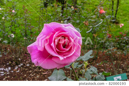 Pink Rose Pink Rose 82000193