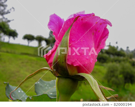 Pink Rose Pink Rose 82000194