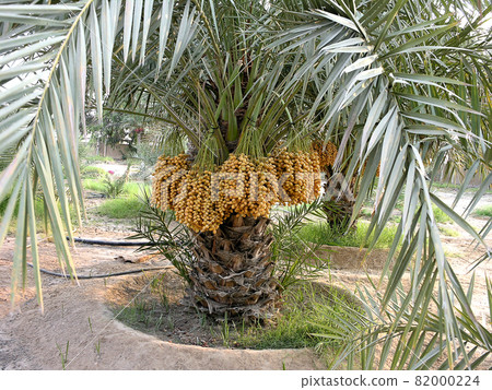 Date palms with bunches of dates Date palms with bunches of dates 82000224