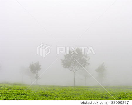 Tea gardens 82000227