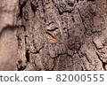 Bark of tree trunk 82000555