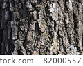Bark of tree trunk 82000557