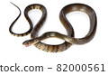 Snake isolated on white background 82000561