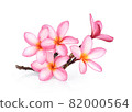 Frangipani flower isolated on white background 82000564